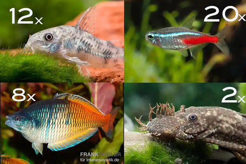 Zierfisch-Sortiment Einsteiger für 120 cm Preisreduziert