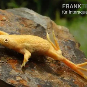 Zwergkrallenfrosch gold, Hymenochirus boettgeri gold Nur Für Kurze Zeit