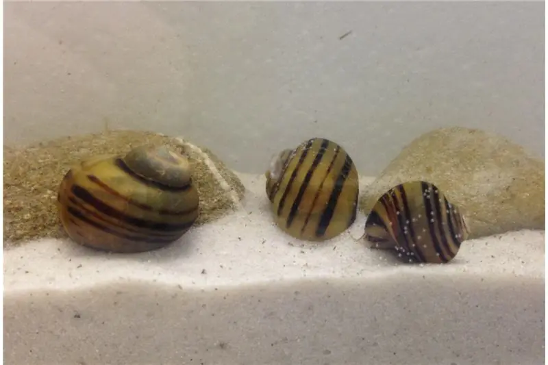 Apfelschnecken-Bundle: 3x Zebra-Apfelschnecke, Asolene spixi Versand Am Gleichen Tag