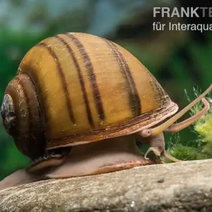 Gestreifte Apfelschnecke, Pila angelica Sonderaktion