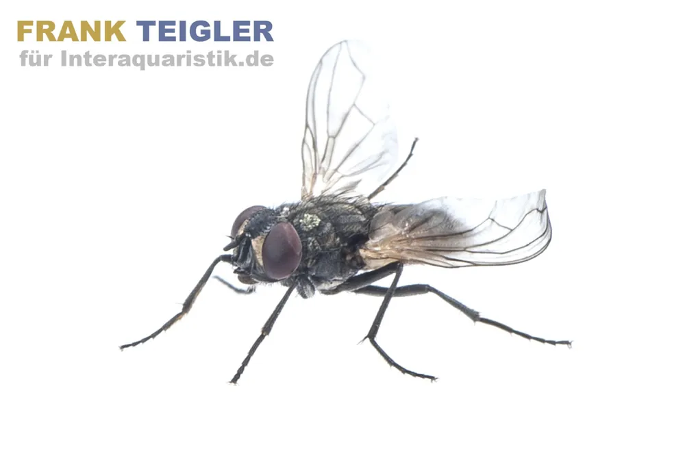 Angebot Krull-/Stummelfliegen, Terflys, 500 ml Zuchtansatz