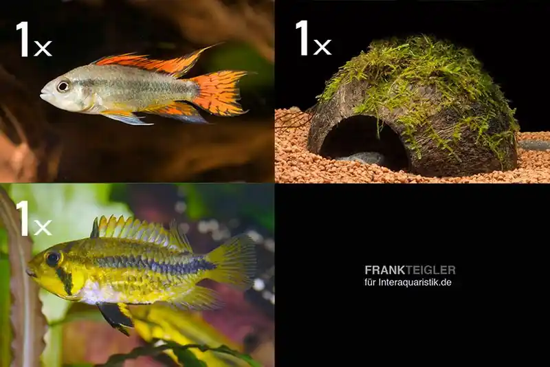 Direktkauf Bundle: 2x Zwergbuntbarsch, Apistogramma cacad.. + Kokosnusshöhle bepflanzt