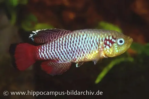 Letzte Chance Killifisch Torfansatz Nothobranchius guentheri red, 30 Eier