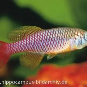 Garantierte Lieferung Killifisch Torfansatz Nothobranchius patrizii, 30 Eier