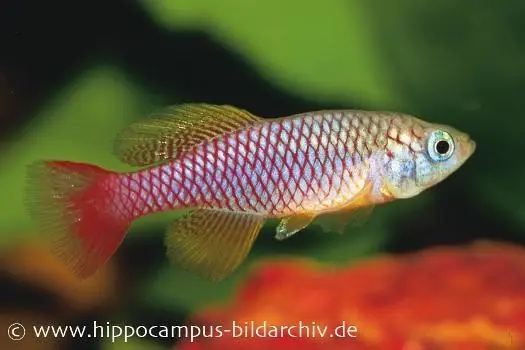 Garantierte Lieferung Killifisch Torfansatz Nothobranchius patrizii, 30 Eier