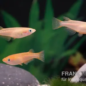 Schnäppchen Medaka Pink, Oryzias latipes