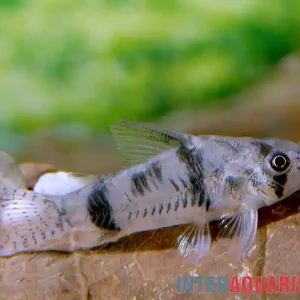 Aktuell Reynolds Panzerwels, Corydoras reynoldsi