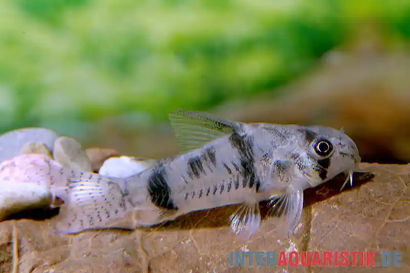 Aktuell Reynolds Panzerwels, Corydoras reynoldsi