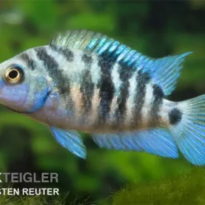 Zebrabuntbarsch "Honduras red point", Cryptoheros nigrofasciatus Letzte Chance
