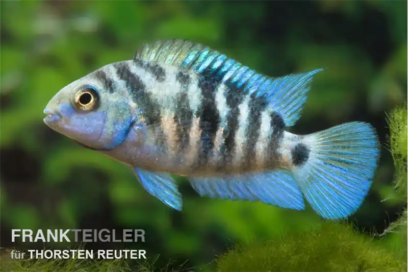 Zebrabuntbarsch "Honduras red point", Cryptoheros nigrofasciatus Letzte Chance