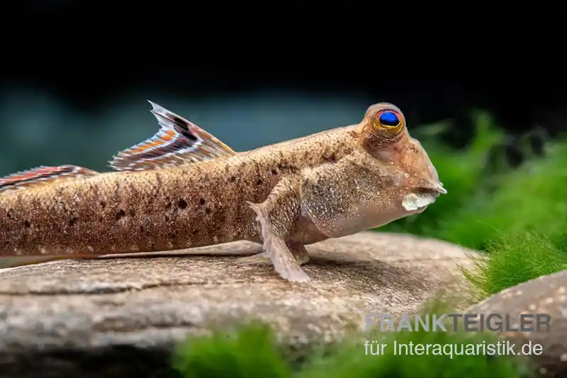 Silberlinien-Schlammspringer, Periophthalmus argentilineatus Bestpreis