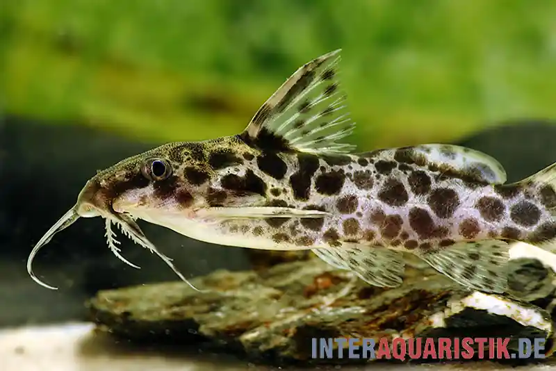 Scherenschwanz-Fiederbartwels, Synodontis soloni Direktkauf