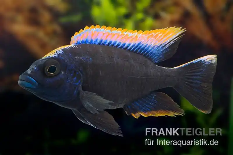 Black-orange-dorsale-Buntbarsch, Otopharynx spec. black orange dorsale Schneller Versand