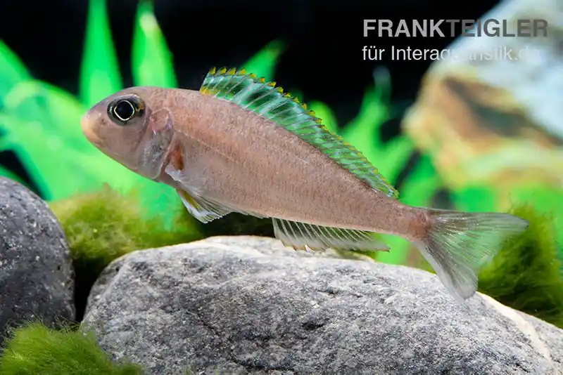 Sandcichlide Kekese, Xenotilapia papilio Kekese Sunflower Solange Der Vorrat Reicht