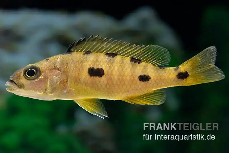 Gelber Anagenys-Cichlide, Exochochromis anagenys yellow Echt