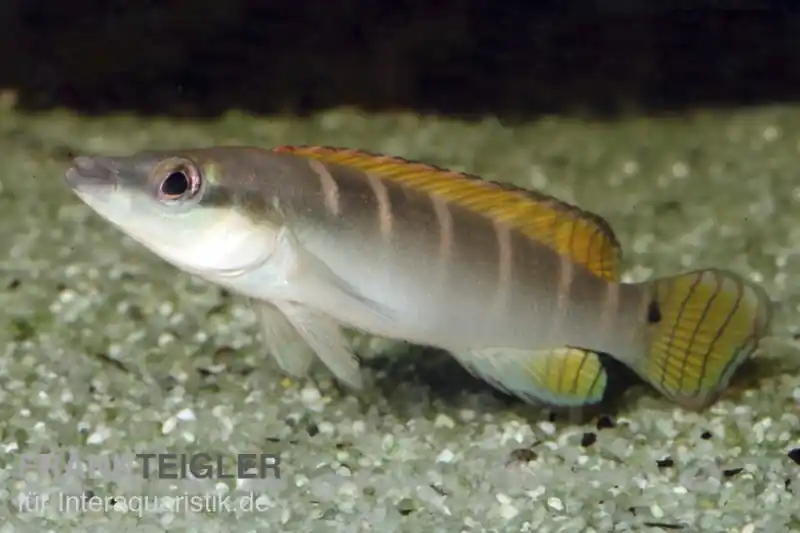 Schmalkopf-Hechtbuntbarsch, Crenicichla compressiceps, 4-6 cm Mega-Angebot