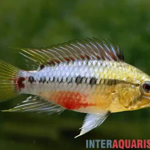 Zertifiziert Rotstrich-Zwergbuntbarsch, Apistogramma hongsloi, paarweise
