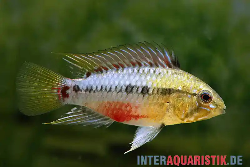 Zertifiziert Rotstrich-Zwergbuntbarsch, Apistogramma hongsloi, paarweise