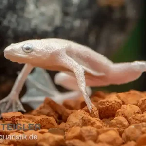 Zwergkrallenfrosch platin, Hymenochirus boettgeri platin Günstig
