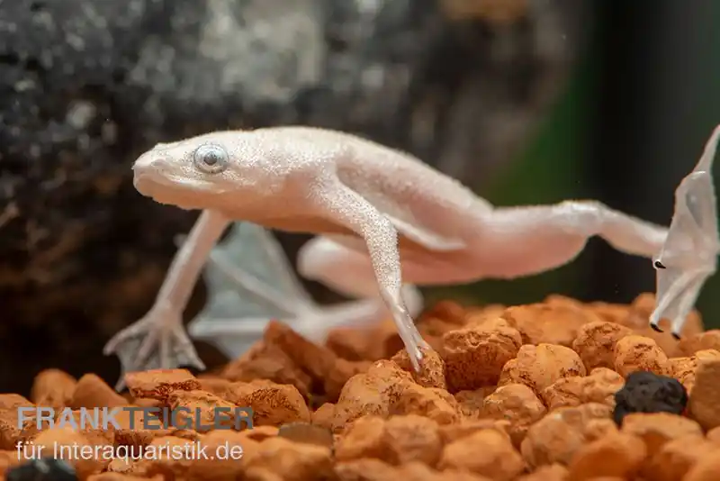 Zwergkrallenfrosch platin, Hymenochirus boettgeri platin Günstig