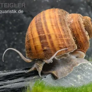 Begrenztes Angebot Gerillte Apfelschnecke, Lanistes lybicus