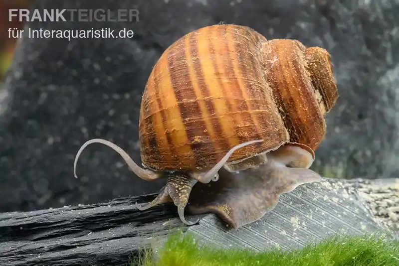 Begrenztes Angebot Gerillte Apfelschnecke, Lanistes lybicus
