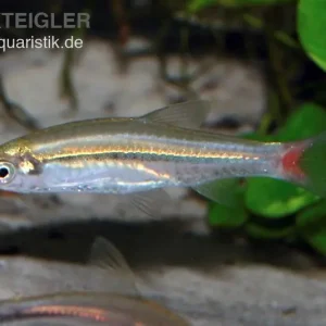 Rotflossenrasbora, Rasbora borapetensis Abverkauf