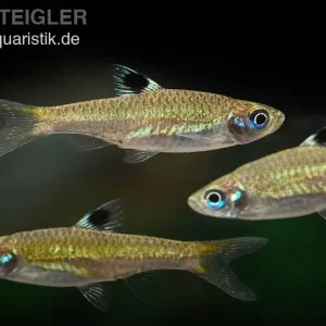 Kleiner Leuchtaugenbärbling, Rasbora dorsiocellata macrophthalma (Minifisch) Garantierte Lieferung
