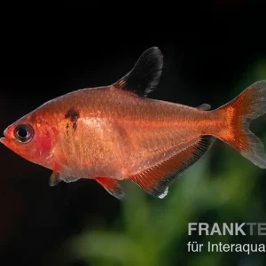 Schnäppchen Blutsalmler, Hyphessobrycon eques, DNZ Super-Rot