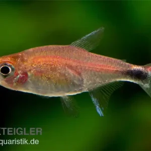 Zertifiziert Erdbeersalmler, Axelrodia riesei (Minifisch)