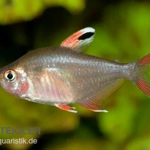 Schmucksalmler, Hyphessobrycon bentosi Schneller Versand