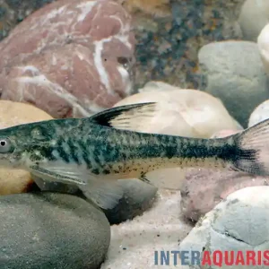 Angebot Arnolds Ohrgitterharnischwels, Otocinclus arnoldi