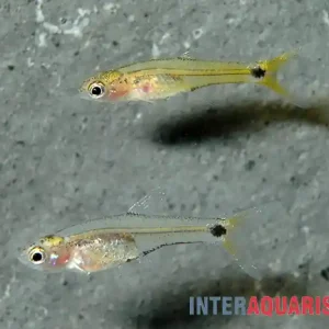 Afrikanische Zwergbarbe, Barboides gracilis Direktkauf
