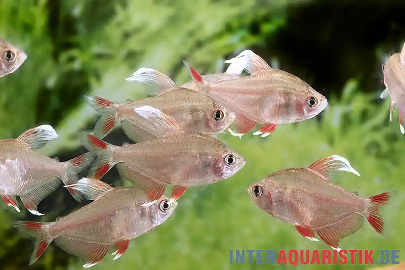 Sale Weißflossen-Schmucksalmler, Hyphessobrycon rosaceus White fin