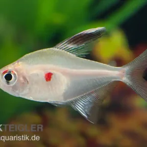 Kirschflecksalmler, Hyphessobrycon erythrostigma Beliebt