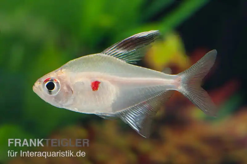 Kirschflecksalmler, Hyphessobrycon erythrostigma Beliebt