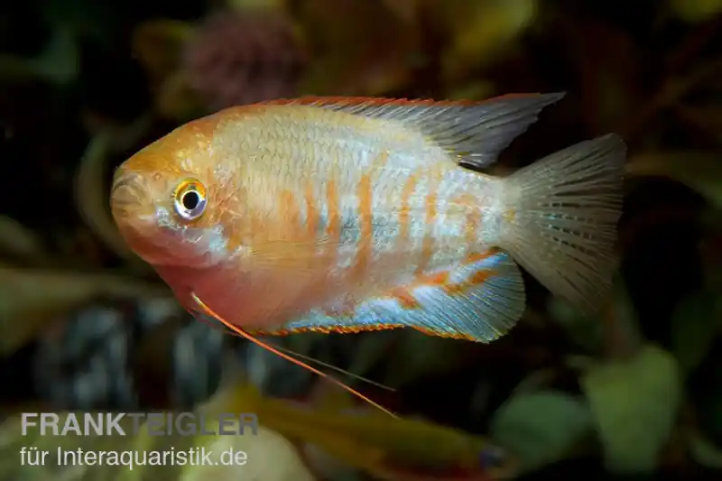Gestreifter Fadenfisch, Colisa fasciata, 4-5 cm Kracherpreis