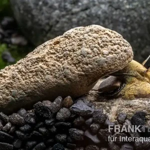 Rabatt Flashlight-Schnecke, Tylomelania sp. Flashlight
