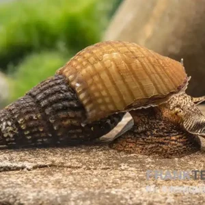 Geprüft Marmor-Turmdeckelschnecke, Tarebia sp. marble