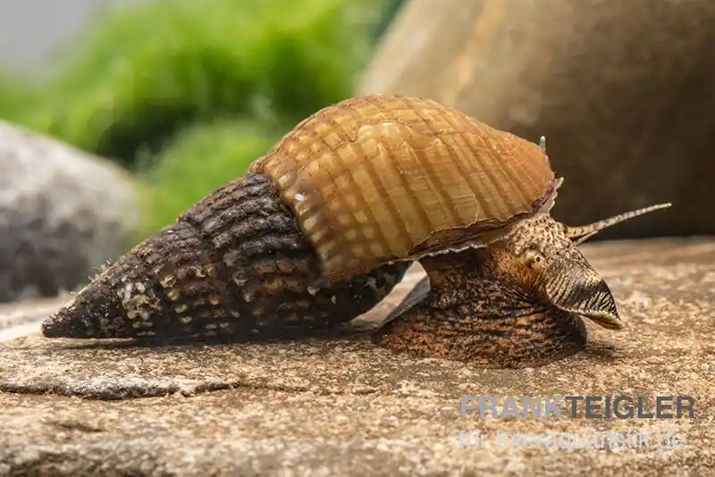Geprüft Marmor-Turmdeckelschnecke, Tarebia sp. marble
