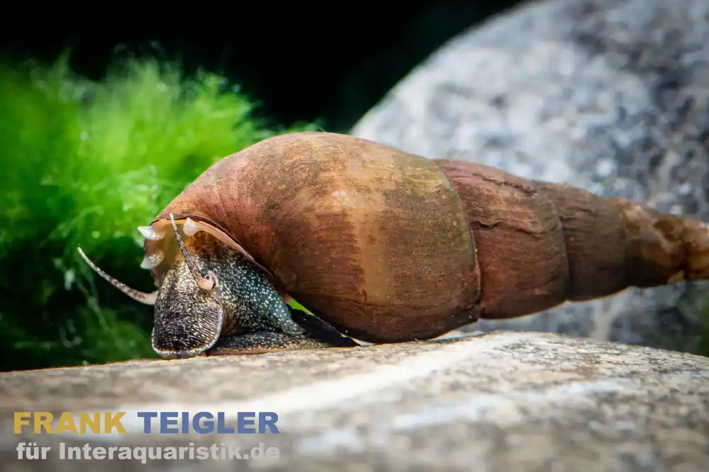 Preis Gesenkt Schwarze Zwergperlhuhnschnecke, Tylomelania sp. Mini Black