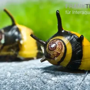 Jetzt Bestellen Zweifarbige Geweihschnecke, Clithon diadema