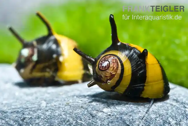 Jetzt Bestellen Zweifarbige Geweihschnecke, Clithon diadema