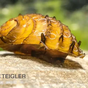 Bestpreis Fruit Snail, Neritina juttingae