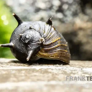 Sonderangebot Schwarze Geweihschnecke, Clithon sp. "Black"