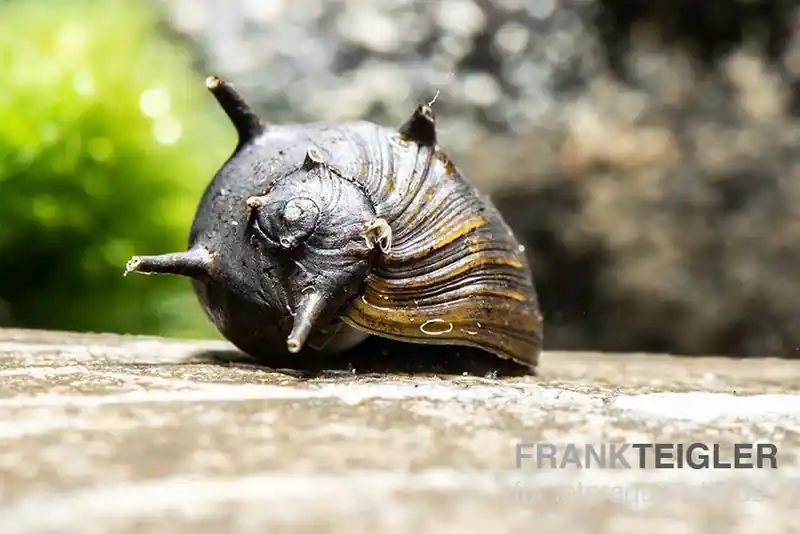 Sonderangebot Schwarze Geweihschnecke, Clithon sp. "Black"