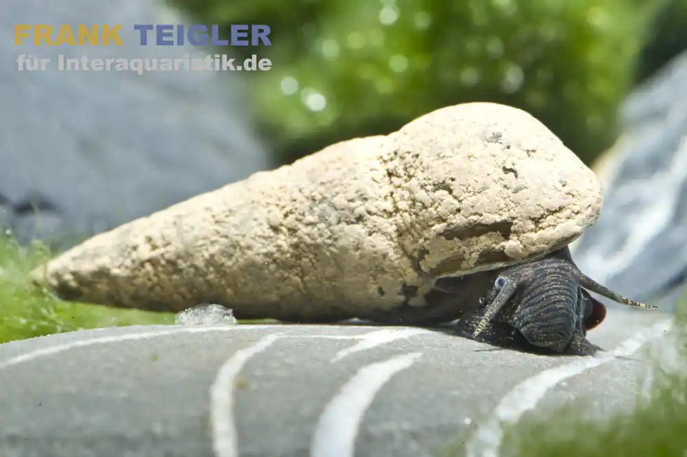 Donnerkeilschnecke, Tylomelania perfecta Ausverkauf