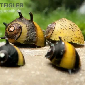 Garantierte Lieferung Bunte Geweihschnecke, Clithon sowerbyana