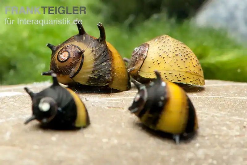 Garantierte Lieferung Bunte Geweihschnecke, Clithon sowerbyana