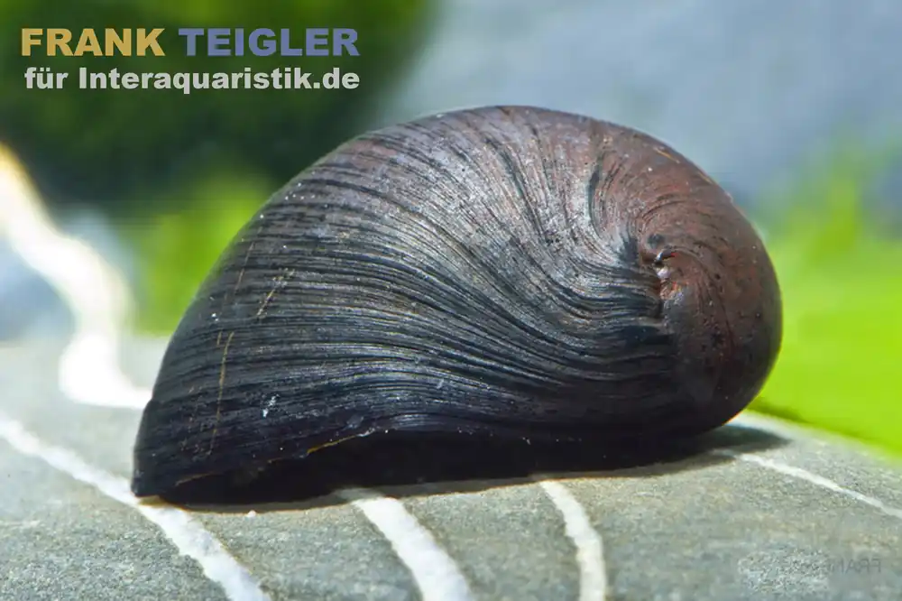Sichere Zahlung Anthrazit-Napfschnecke / Stahlhelmschnecke, Neritina sp